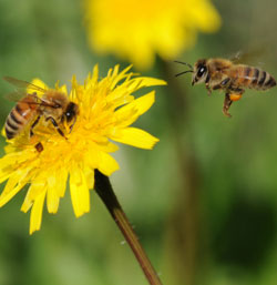 Image result for bee on dandelion