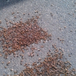 bees in CT parking lot
