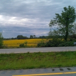 Fields of Yellow in KY