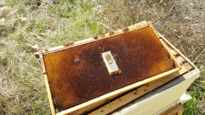 queen cage on a frame of comb